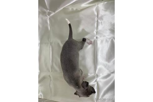 成約済の愛知県のイタリアングレーハウンド(イタグレ)-178840の4枚目