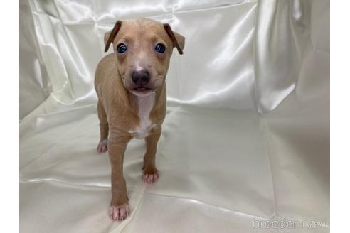 成約済の愛知県のイタリアングレーハウンド(イタグレ)-178841の1枚目