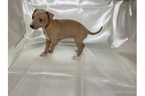 成約済の愛知県のイタリアングレーハウンド(イタグレ)-178841の3枚目