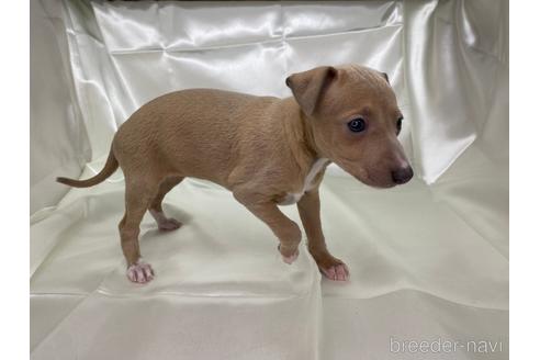 成約済の愛知県のイタリアングレーハウンド(イタグレ)-178841の4枚目