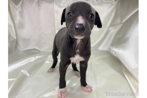 成約済の愛知県のイタリアングレーハウンド(イタグレ)-178849の1枚目