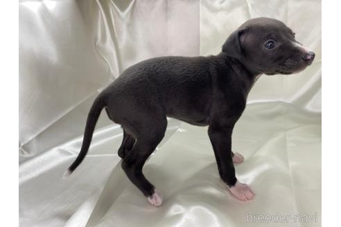 成約済の愛知県のイタリアングレーハウンド(イタグレ)-178849の2枚目