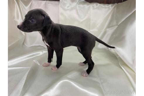 成約済の愛知県のイタリアングレーハウンド(イタグレ)-178849の3枚目