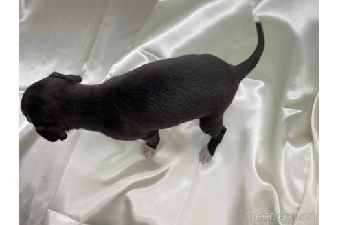 成約済の愛知県のイタリアングレーハウンド(イタグレ)-178849の4枚目