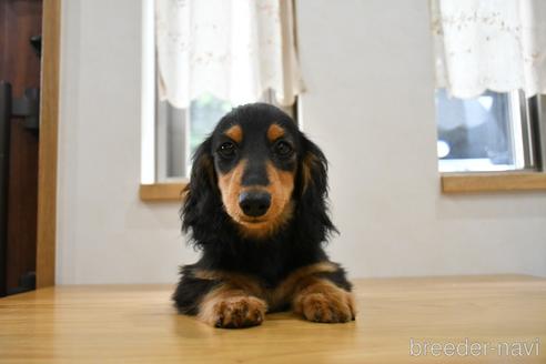 成約済の愛知県のミニチュアダックスフンド(ロングヘアード)-178766の1枚目