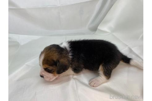 成約済の愛知県のビーグル-178850の3枚目