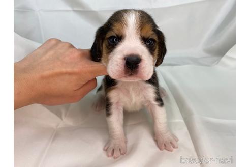 成約済の愛知県のビーグル-178850の1枚目