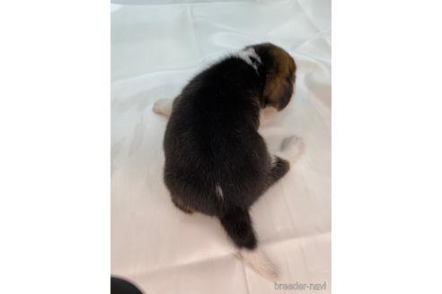 成約済の愛知県のビーグル-178850の2枚目