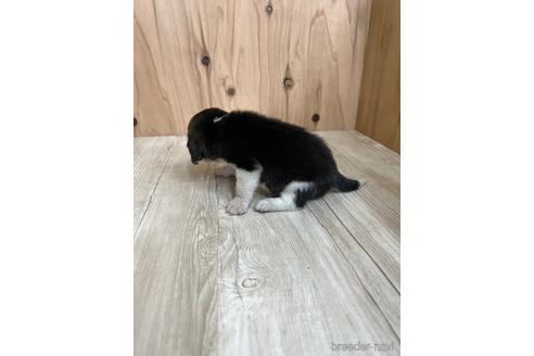 成約済の愛知県のビーグル-178854の3枚目