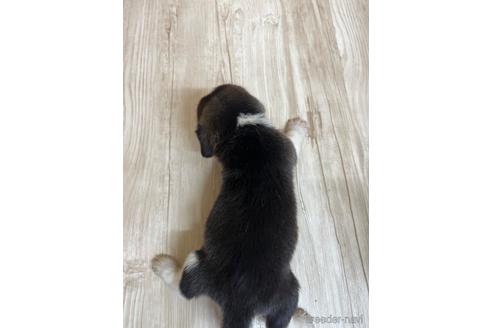 成約済の愛知県のビーグル-178854の2枚目