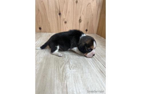 成約済の愛知県のビーグル-178854の4枚目