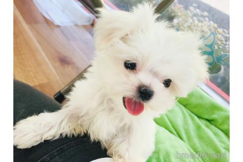 成約済の神奈川県のマルチーズ-174618の1枚目