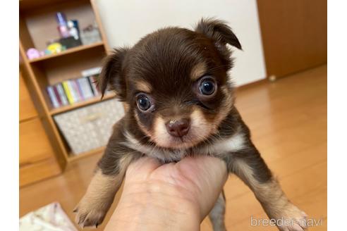成約済の神奈川県のチワワ(ロングコート)-174810の5枚目