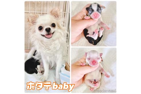 ホタテちゃん1枚目