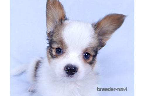 成約済の千葉県のパピヨン-176909の3枚目