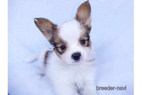 成約済の千葉県のパピヨン-176909の2枚目