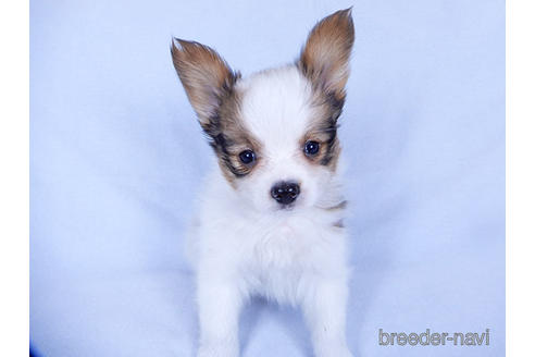 成約済の千葉県のパピヨン-176909