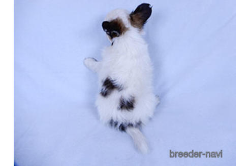 成約済の千葉県のパピヨン-176915の16枚目