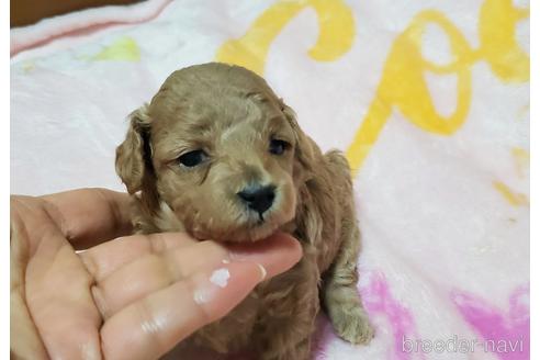 成約済の愛知県のティーカッププードル-178528の15枚目