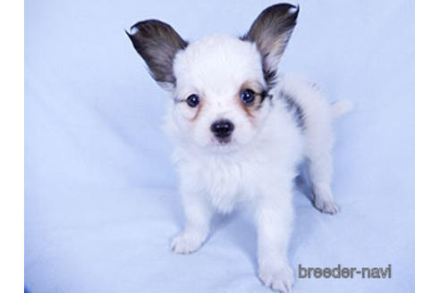 成約済の千葉県のパピヨン-176915の15枚目