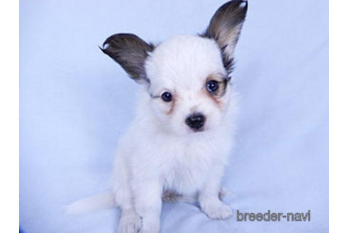 成約済の千葉県のパピヨン-176915の14枚目