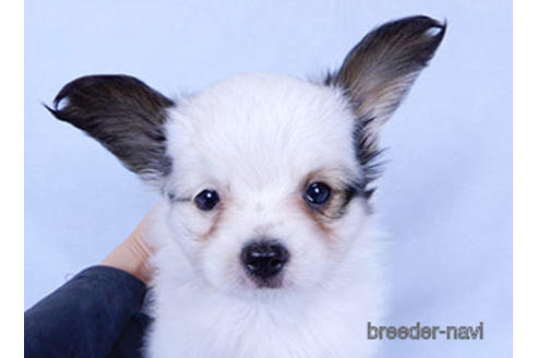 成約済の千葉県のパピヨン-176915の13枚目