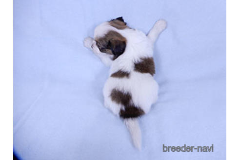 成約済の千葉県のパピヨン-178907の4枚目