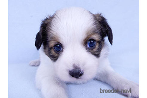 成約済の千葉県のパピヨン-178907の3枚目