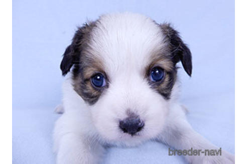 成約済の千葉県のパピヨン-178907の2枚目