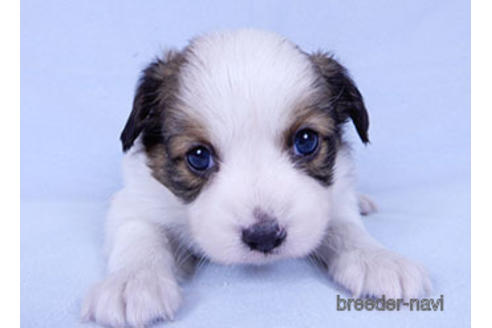 成約済の千葉県のパピヨン-178907の1枚目