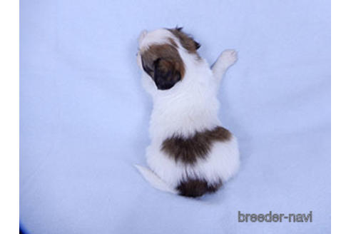 成約済の千葉県のパピヨン-178910の4枚目