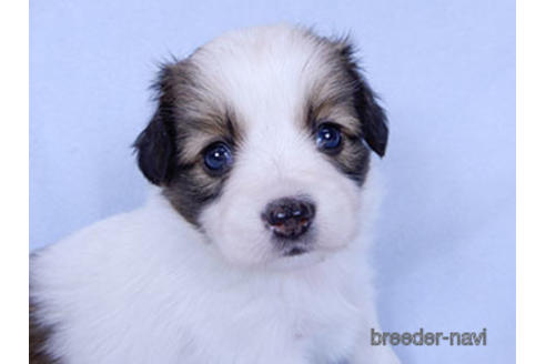 成約済の千葉県のパピヨン-178910の3枚目