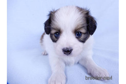 成約済の千葉県のパピヨン-178910の2枚目