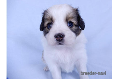 成約済の千葉県のパピヨン-178910の1枚目