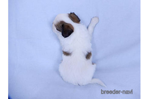 成約済の千葉県のパピヨン-178911の12枚目