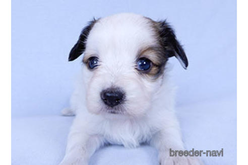 成約済の千葉県のパピヨン-178911の11枚目