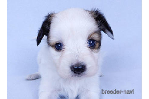 成約済の千葉県のパピヨン-178911の9枚目