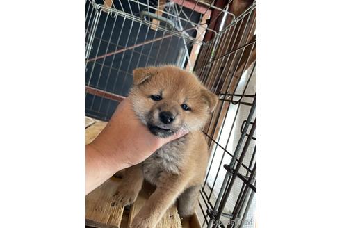 成約済の広島県の柴犬-177864の1枚目