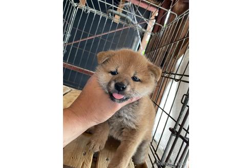 成約済の広島県の柴犬-177864の2枚目