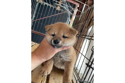 成約済の広島県の柴犬-177864の3枚目