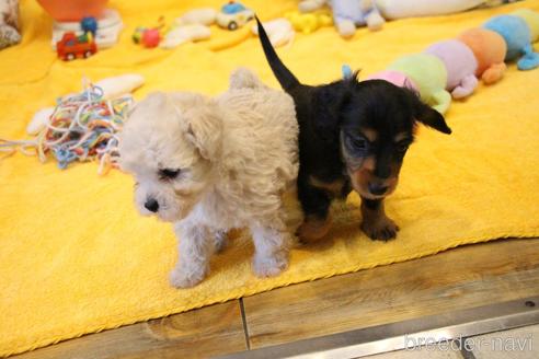 成約済の愛知県のカニンヘンダックスフンド(ロングヘアード)-173279の15枚目