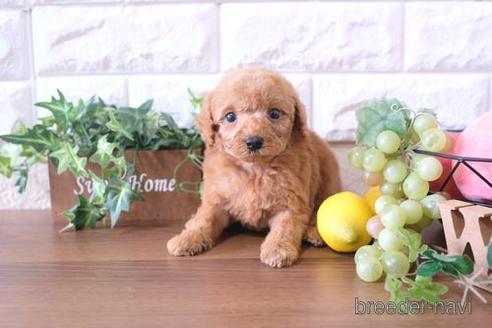 成約済の滋賀県のトイプードル-178925の1枚目