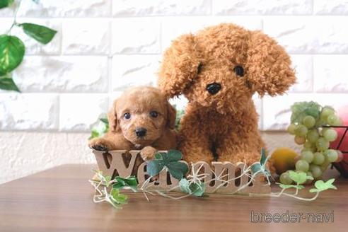 成約済の滋賀県のトイプードル-178925の5枚目