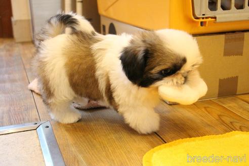 成約済の愛知県のシーズー-172090の1枚目