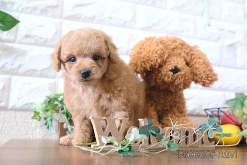 成約済の滋賀県のトイプードル-178930