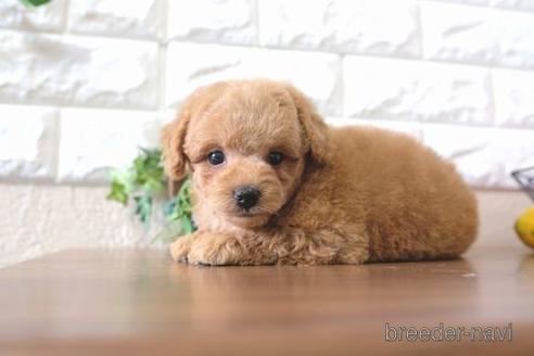 成約済の滋賀県のトイプードル-178930の5枚目