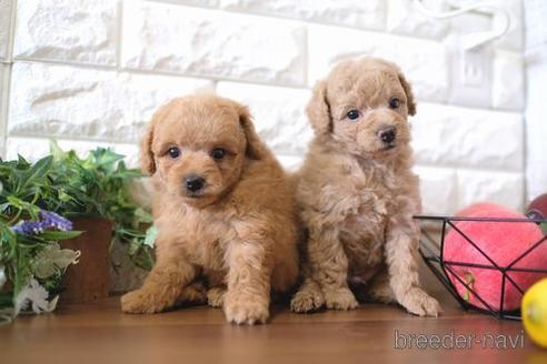 成約済の滋賀県のトイプードル-178930の2枚目