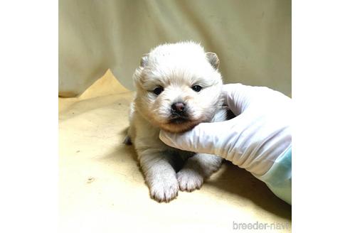 成約済の茨城県のポメラニアン-178931の8枚目