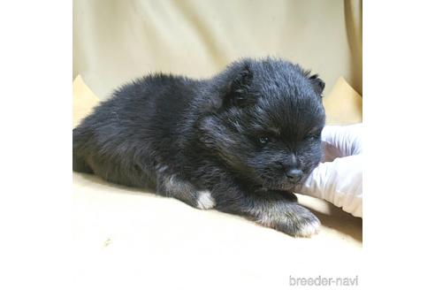 成約済の茨城県のポメラニアン-178932の38枚目