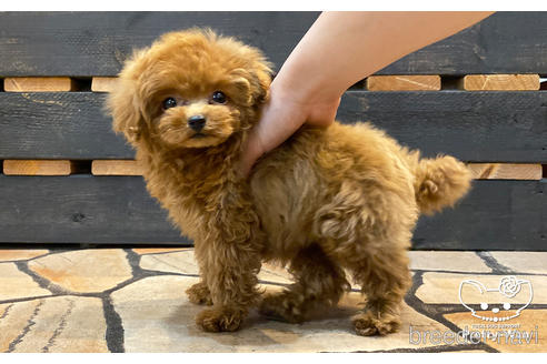 成約済の愛知県のタイニープードル-177107の6枚目